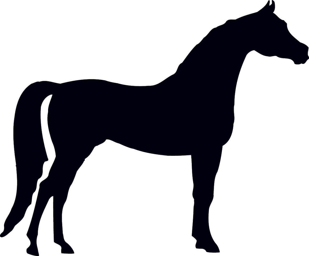 Araber - EQUIMEA