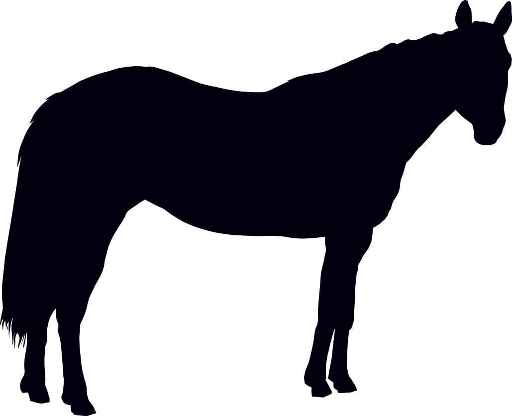 Stehendes Pferd - EQUIMEA
