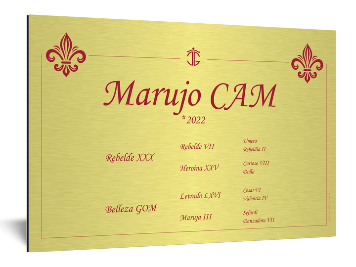 Boxenschild Cacique - EQUIMEA