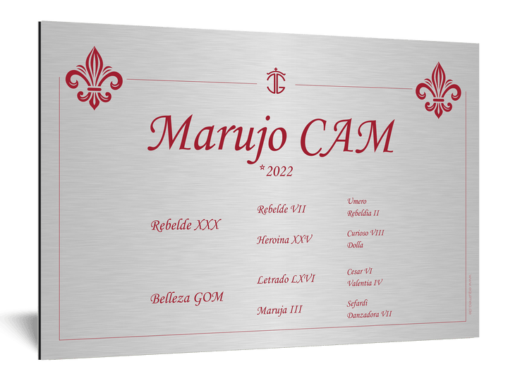 Boxenschild Cacique - EQUIMEA