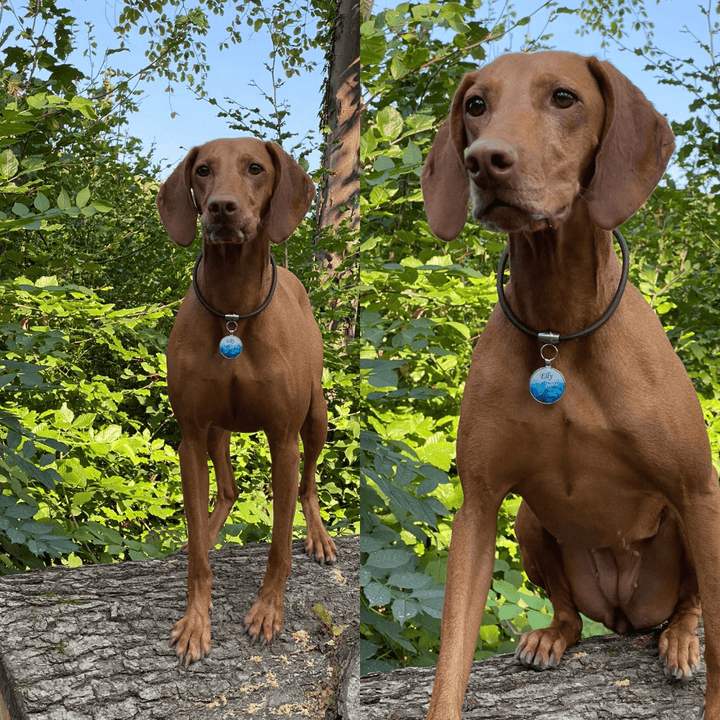 Hundemarke Blue Leafs - EQUIMEA