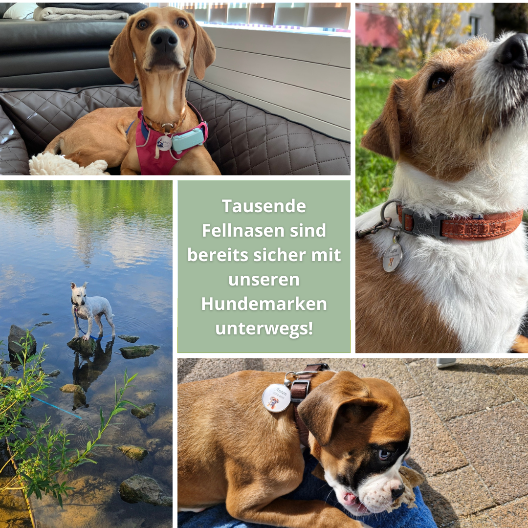 Hundemarke Camping Club - EQUIMEA