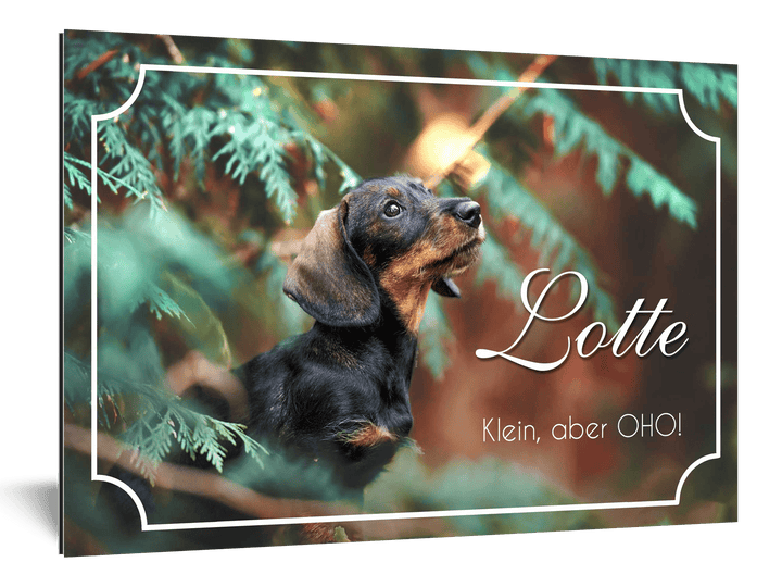 Hundeschild "Lotte" - EQUIMEA