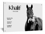 stallschild-khalif-horse
